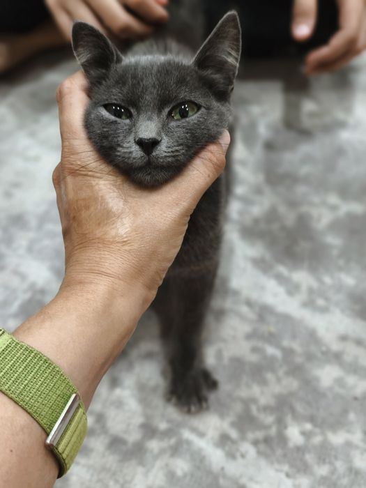 Отдам котенка в добрые руки