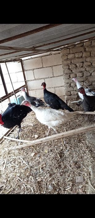 Куркалар сотилади