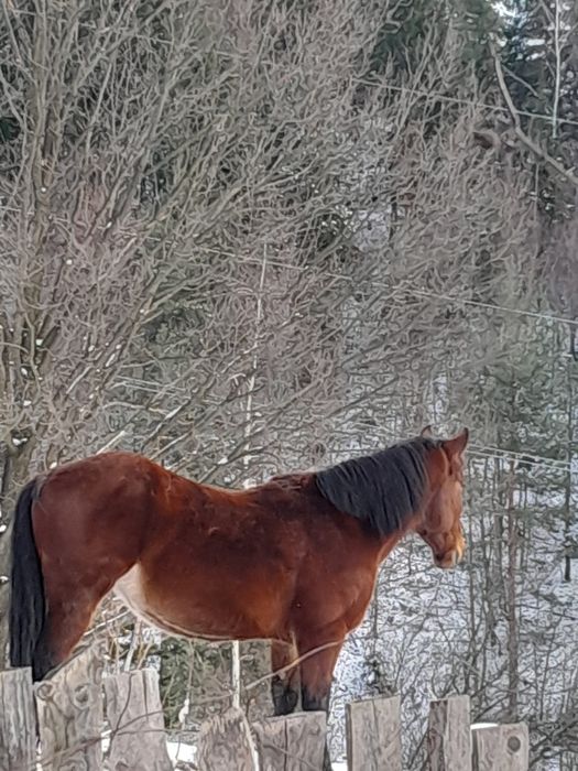 Vând  cal semigreu românesc
