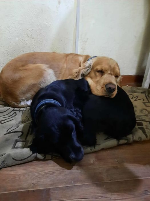 Английский кокер спаниель