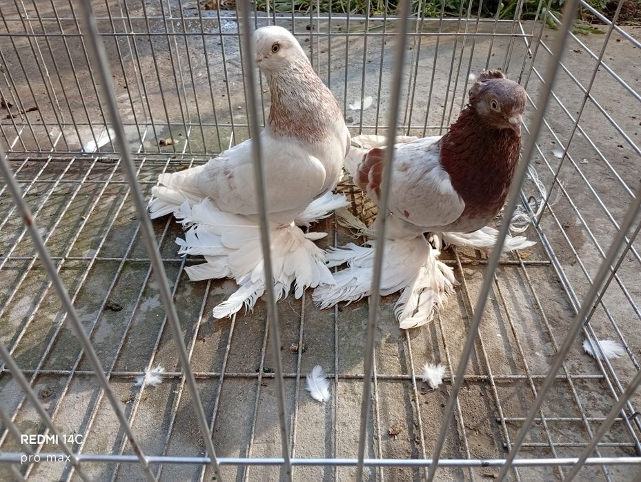 Голуби. Пишите по телеграмм