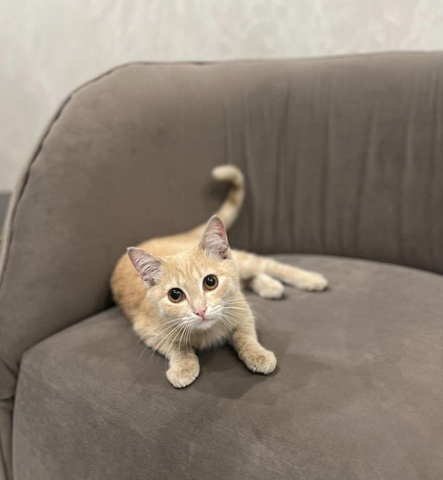 Котенок мальчик в добрые руки