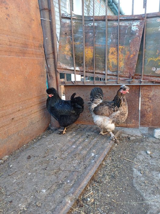 Продам яйцо инкубационное