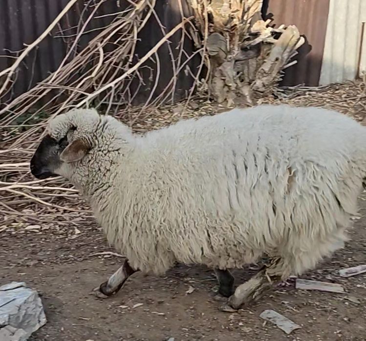 Продам жирного барана