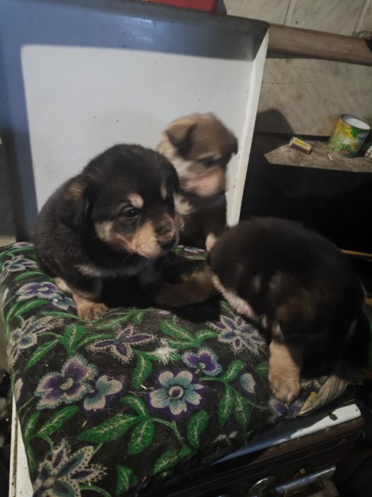 Отдам щенков бесплатно