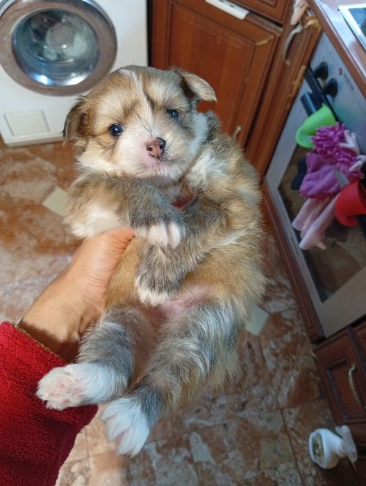 Продавам кученце