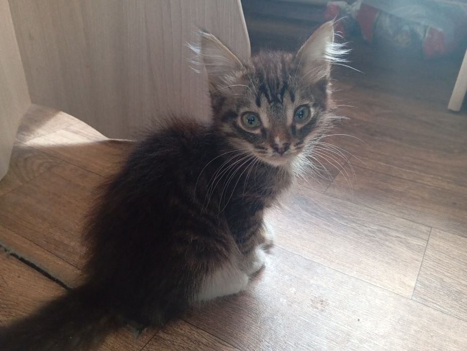 Отдам котят даром