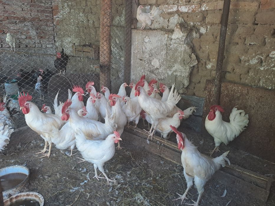 легхорн,серама,декоративни