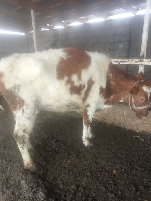 Бордақы сиырлар сатылады