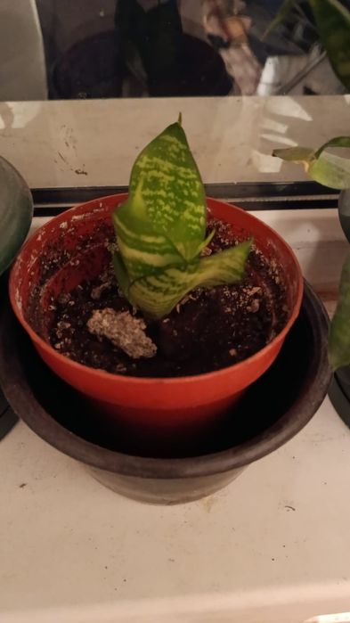 Продам отростки цветов