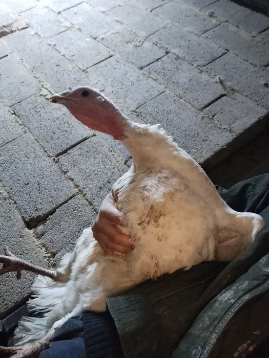 Индюктар сатылады 6 ұрғашы