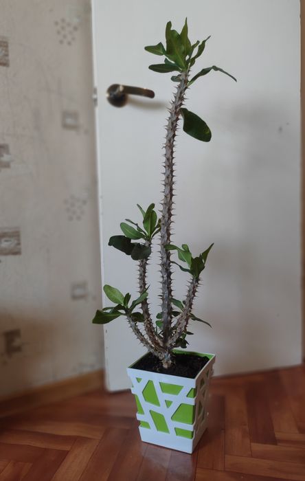 Домашнее растение