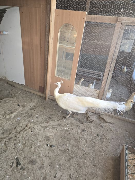 Vand pauni diferite varietati