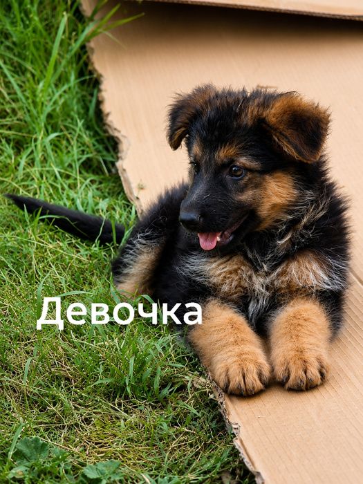 Щенки немецкой овчарки