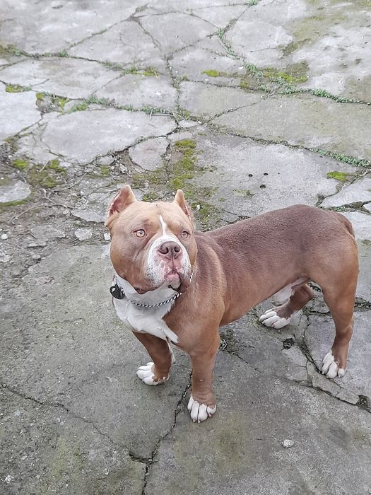 Американско були покет