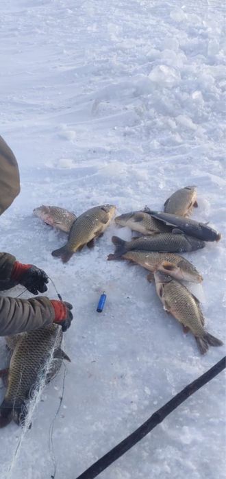 Рыба в ассортименте : карп,карась,щука