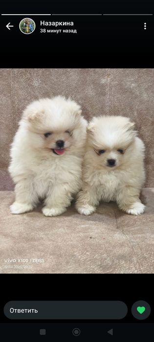 Продажа щенков шпиц