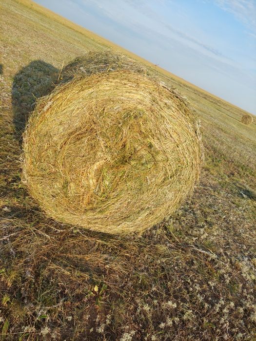 Шөп сатылады сапасы жақсы