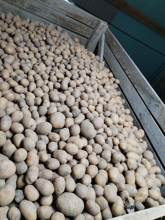 Cartofi nesortati animale porci