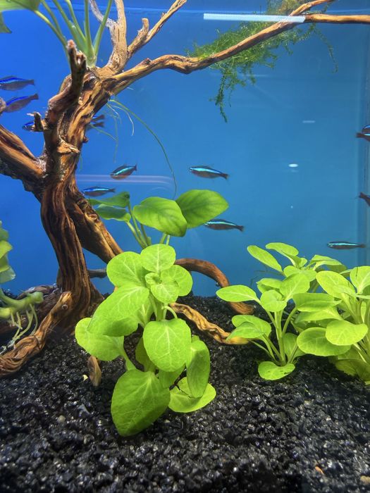 Лобелия Цена : 1500