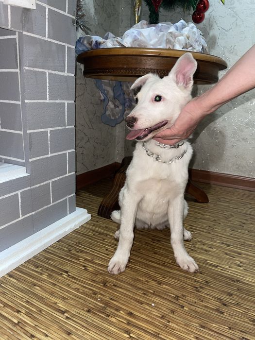 Щенок белой овчарки