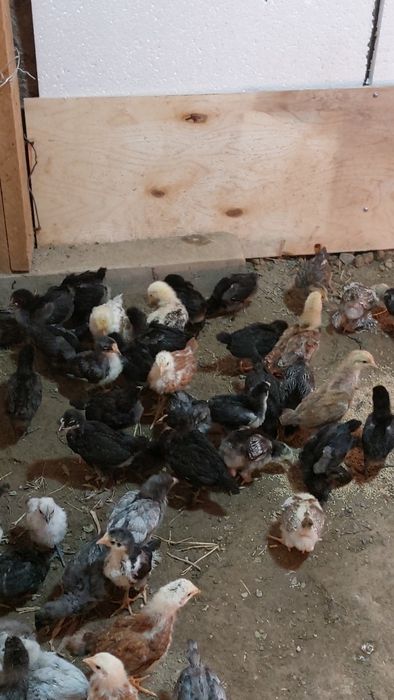 Xar xil turdagi jojalar tovuqlar mavjud