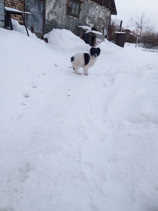Дарю щенков маленькой породы