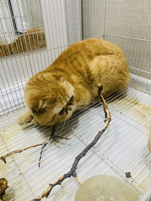 Продам добрый кот