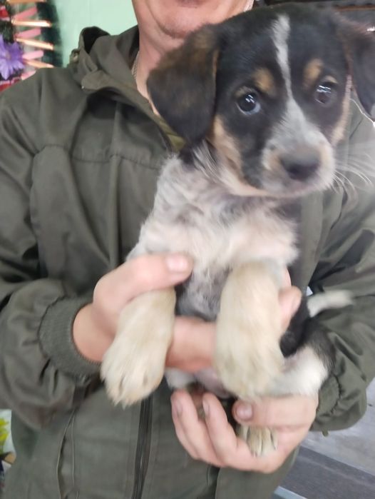 Отдам щенят в добрые руки