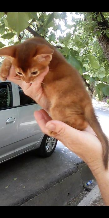 Продаётся котёнок