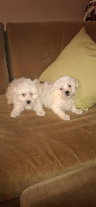 Малтийски болонки