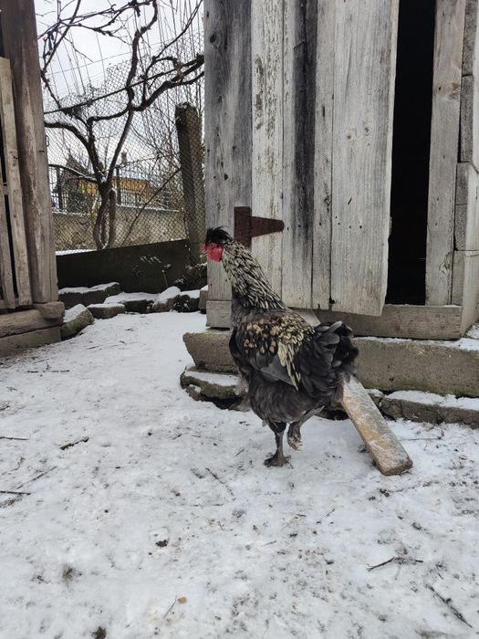 Cocoș moțat dau la schimb.