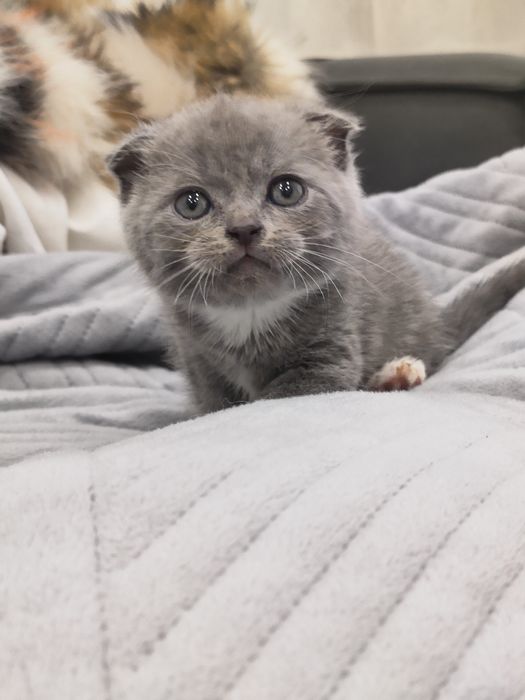 Продам шотландских котят
