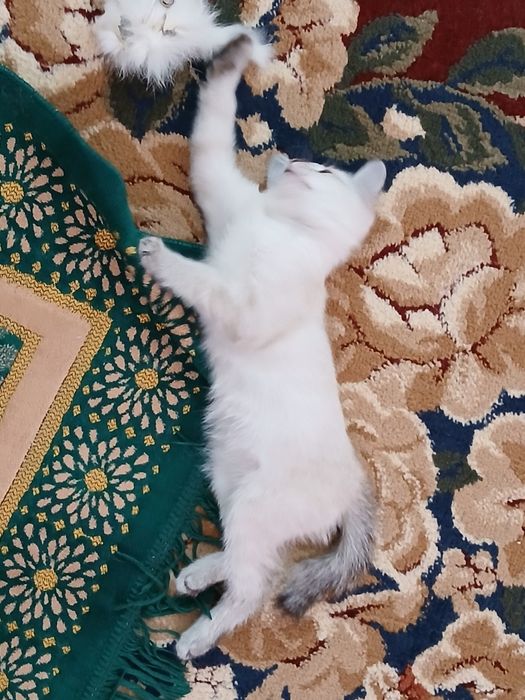 Котёнок продам только добрым рукамрукам