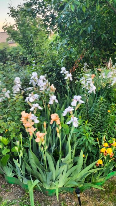 Корни ирисов  , срочно,