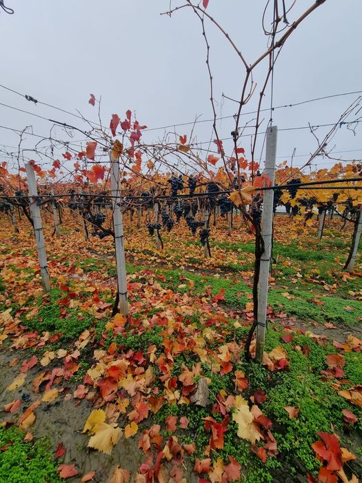 Struguri pentru vin,țuică,suc,oțet,etc