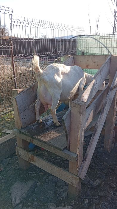 Tapisori pt biberon sau înțărcați