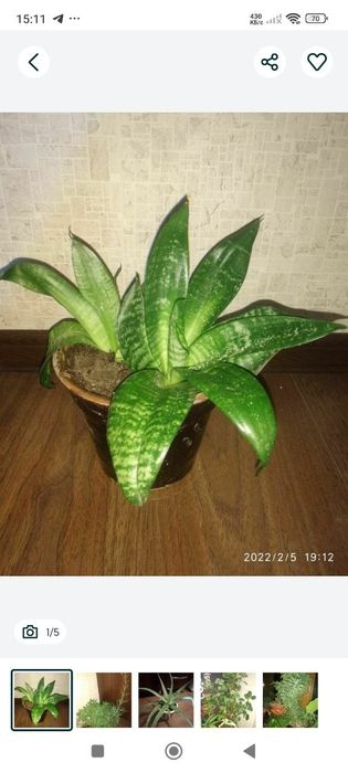 Цветы комнатные, домашние