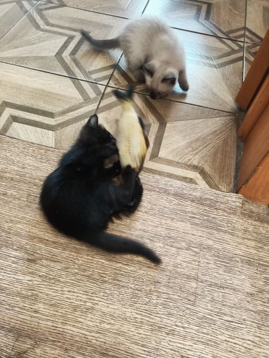 Отдам котят в добрые руки