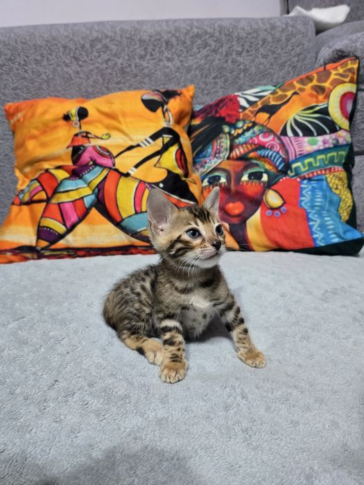 Продам котят бенгальские