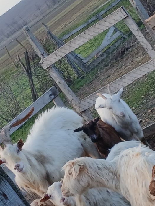 Tap sannen de vânzare