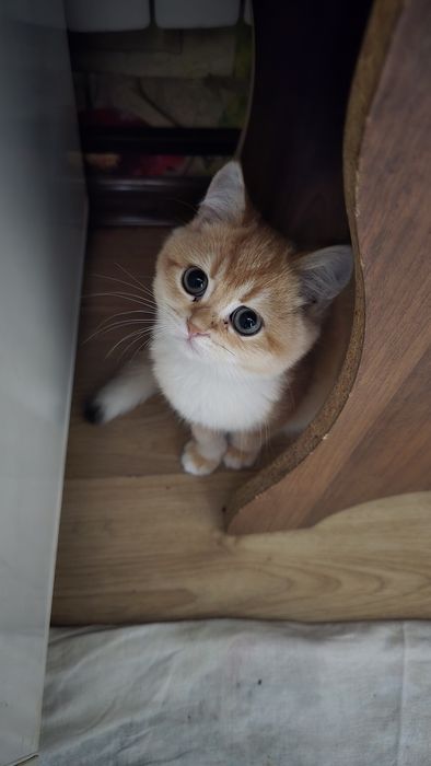 Mushuk золотая шиншила британский мальчик