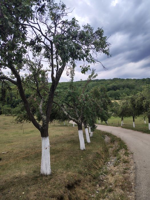 Prune de vânzare
