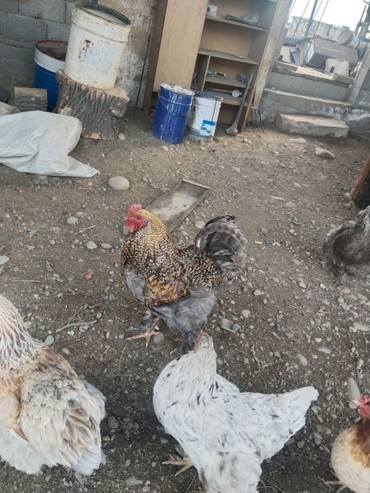 Петух әтеш сатамын брама