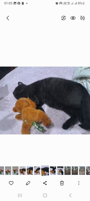 Отдам кошечку шотландская