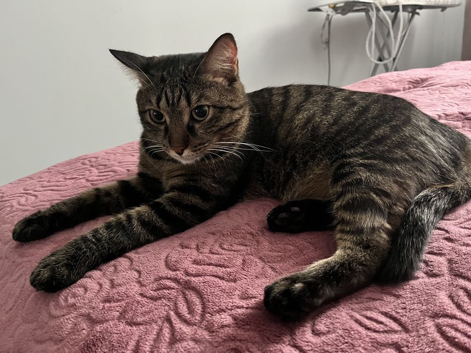 Отдаем кота в хорошие руки