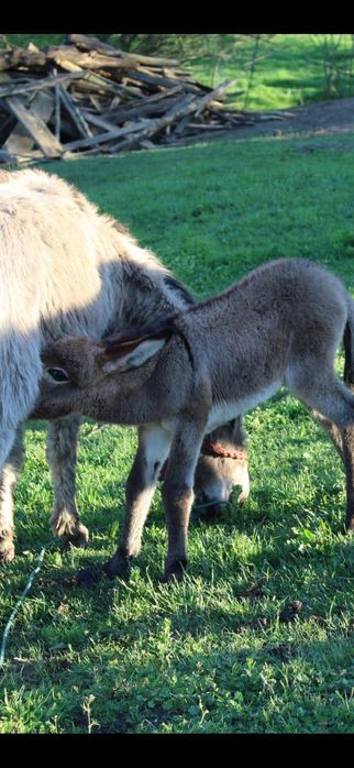 Lapte de măgăriță