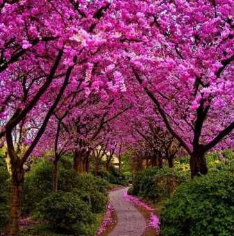 Див рожков (Cercis siliquastrum)  Дърво на Юда