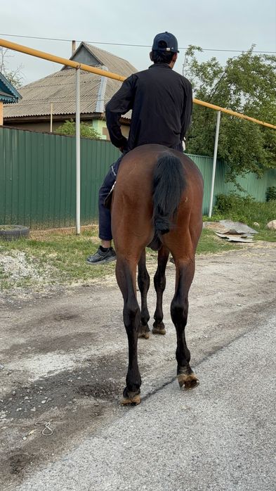 Айгыр 6 жасар тазакан