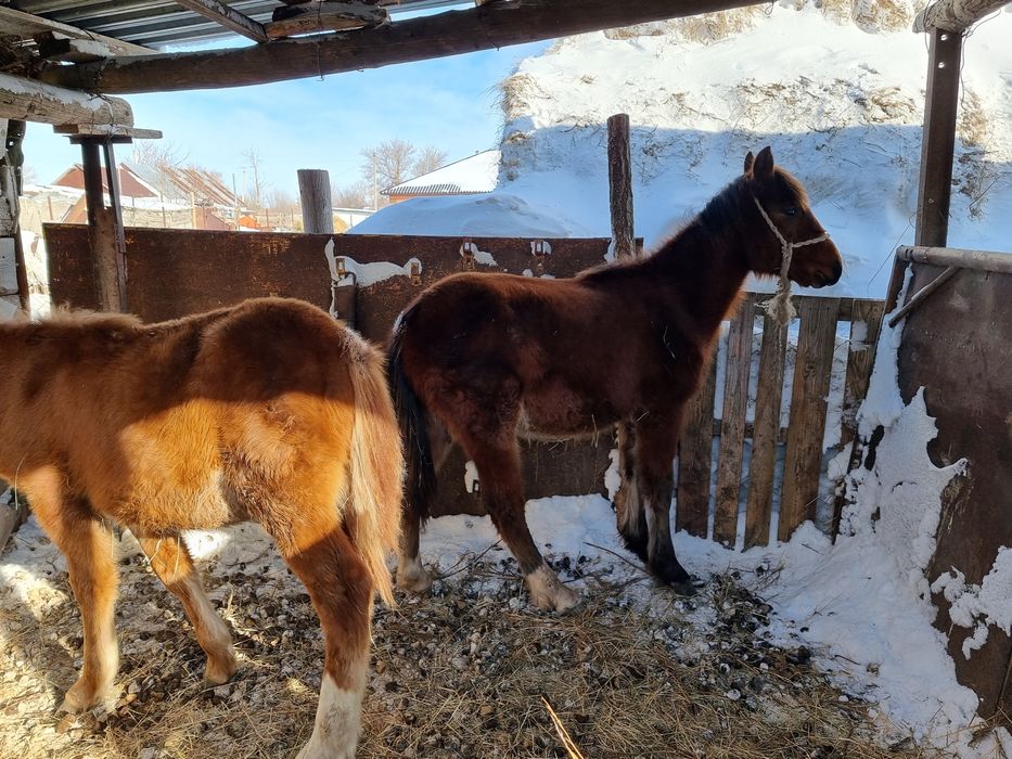 Тайды қойға Ауыстырамын